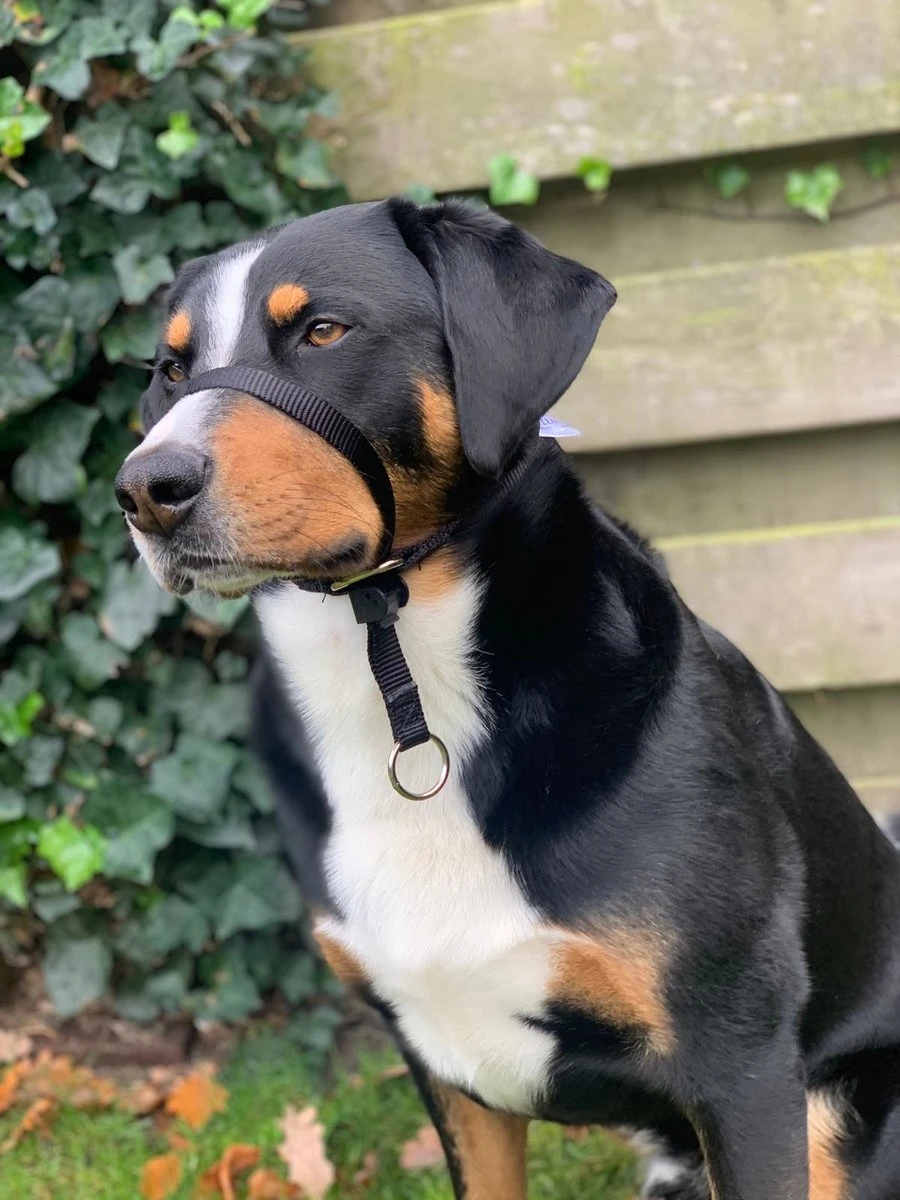 Gentle Leader Hoofdhalster Medium Zwart Beaphar 7 Gentle Leader Hoofdhalster Medium Zwart Beaphar - Afbeelding 5