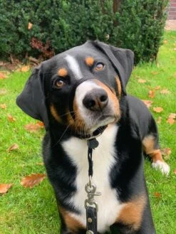 Gentle Leader Hoofdhalster Medium Zwart Beaphar 23 Gentle Leader Hoofdhalster Medium Zwart Beaphar -Honden Benodigdheden Verkoop 900x1200 32