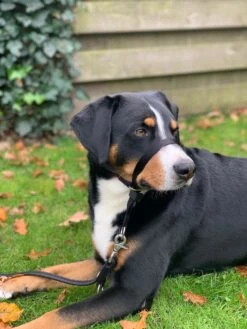 Gentle Leader Hoofdhalster Medium Zwart Beaphar 24 Gentle Leader Hoofdhalster Medium Zwart Beaphar -Honden Benodigdheden Verkoop 900x1200 33