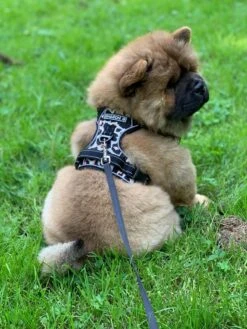 Antitrek Hondentuigje - Middelgrote Honden - Luipaard - Maat M - Borstring - Reflecterend 17 Antitrek Hondentuigje - Middelgrote Honden - Luipaard - Maat M - Borstring - Reflecterend -Honden Benodigdheden Verkoop 900x1200 52