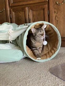 Pishoo® Kattentunnel - Speeltunnel Kat - Kattenspeeltjes - Kattenmand - Kattenhuis - Lichtgroen -Honden Benodigdheden Verkoop 900x1200 54
