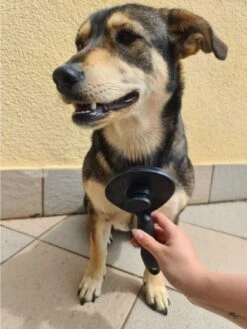 Purlov Zelfreinigende Kattenborstel En Hondenborstel - Haarverwijderaar Voor Huisdieren - Hondenborstel -Hondenhaar Kattenhaar Verwijderaar -Honden Benodigdheden Verkoop 901x1200 2