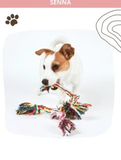 Speeltouw Hond - 3 Stuks - Speelgoed Hond - Flostouw - Hondenspeelgoed - Puppy - Trektouw -Honden Benodigdheden Verkoop 912x1200 7