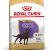 Royal Canin Labrador Retriever Sterilised 12 KG -Honden Benodigdheden Verkoop 923x1200