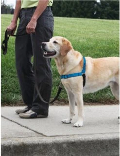 PetSafe Easy Walk® Deluxe Harness - Hondentuig - Blauw - L -1,8 M -Honden Benodigdheden Verkoop 925x1200 4