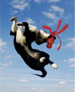 Kong Wubba - Hondenspeelgoed - Assorti - L: 36 Cm 22 Kong Wubba - Hondenspeelgoed - Assorti - L: 36 Cm -Honden Benodigdheden Verkoop 973x1200 5